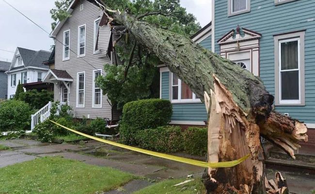 Emergency Tree Removal