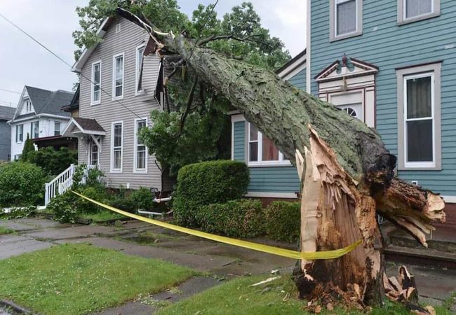 Emergency Tree Removal