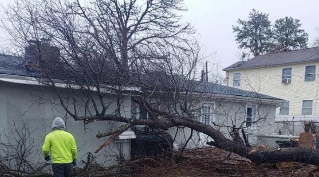 Emergency Tree Removal