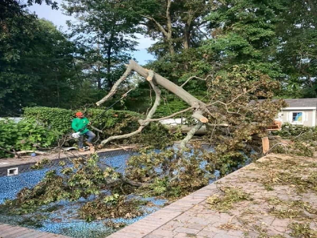 Emergency Tree Removal