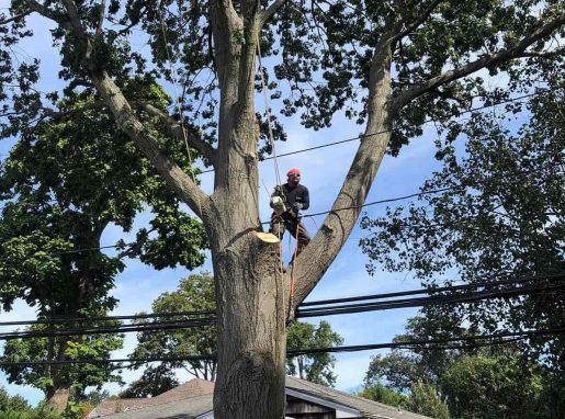 Tree Cabling
