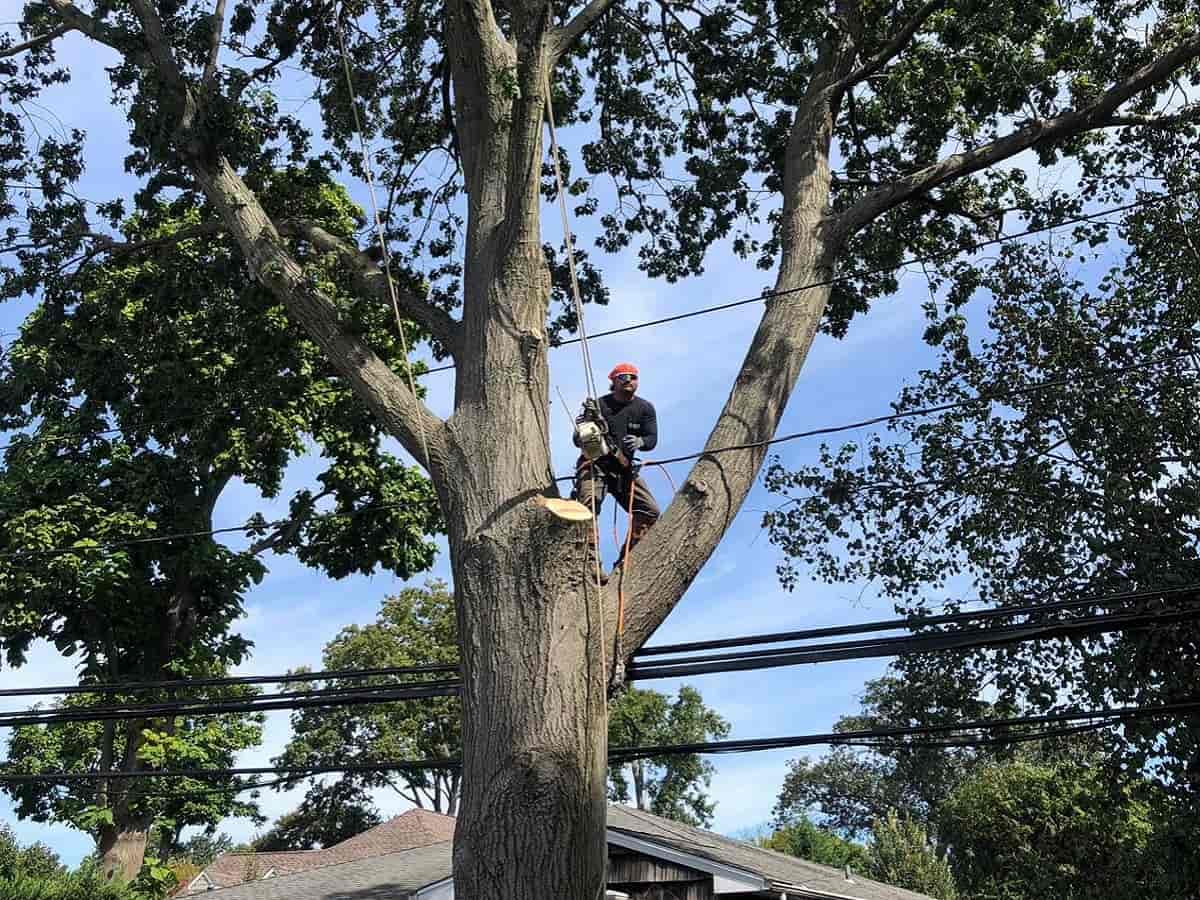 Tree Cabling