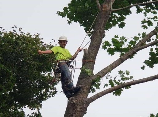 Tree Pruning