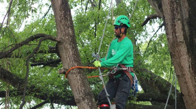 Tree Pruning Services Tree Pruning Services