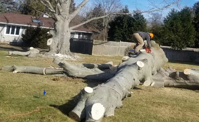 Tree Removal Service Tree Removal