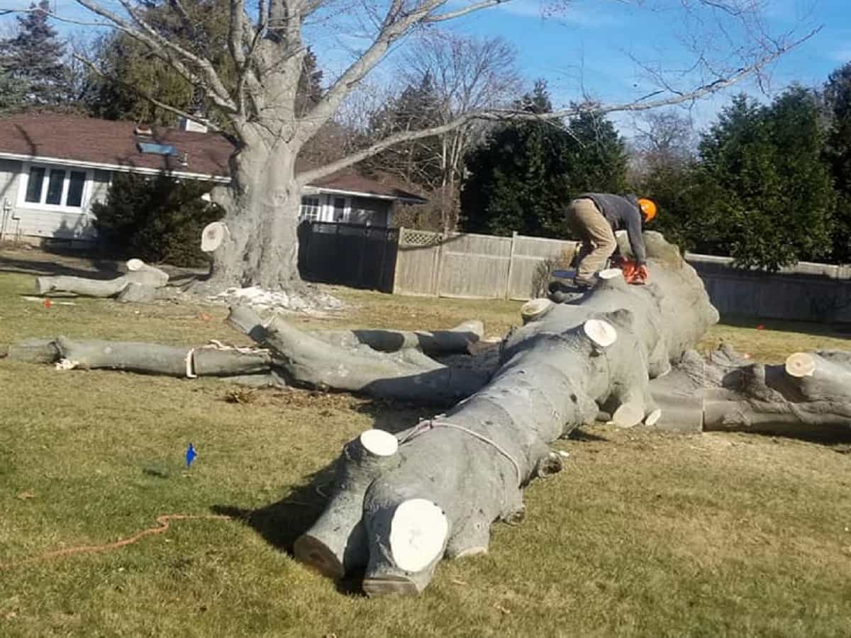 Tree Removal