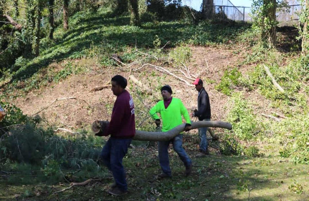 Tree Removal