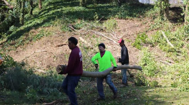 Tree Removal