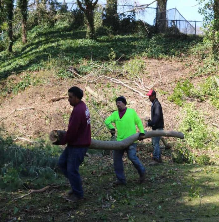 Tree Removal