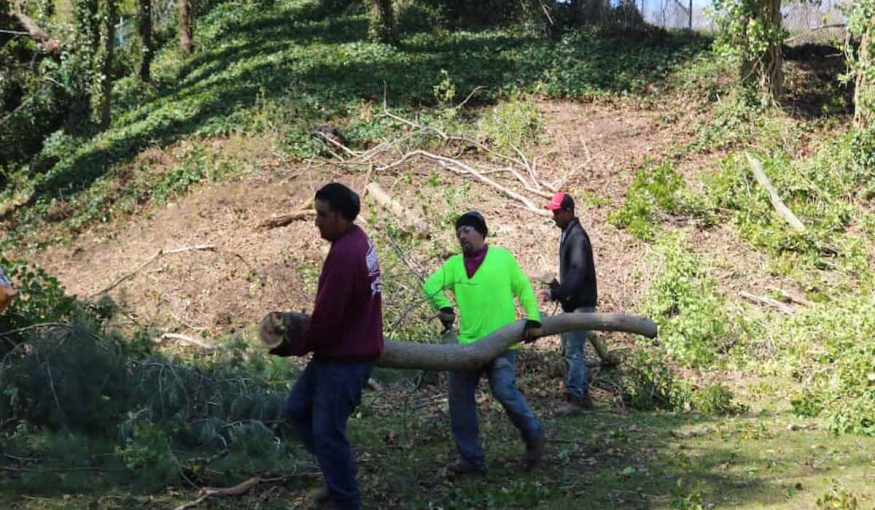 Tree Removal