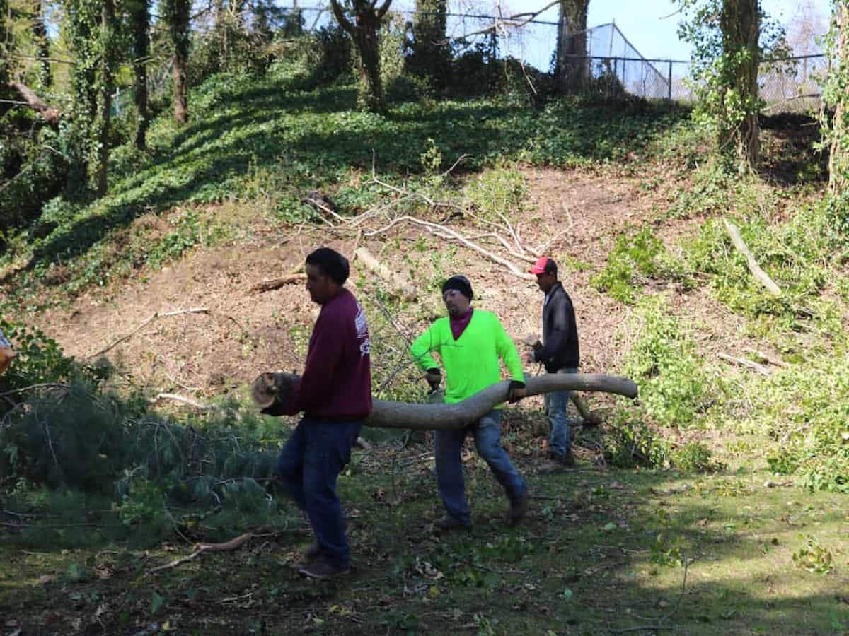 Tree Removal