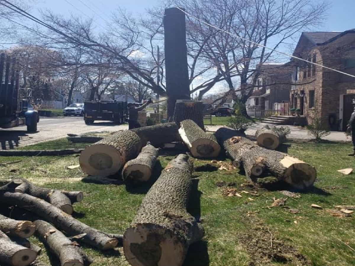 Tree Removal
