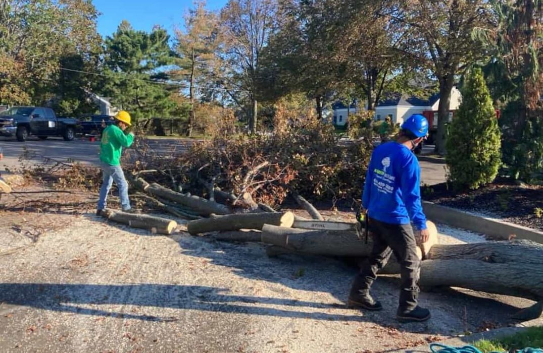 Tree Services