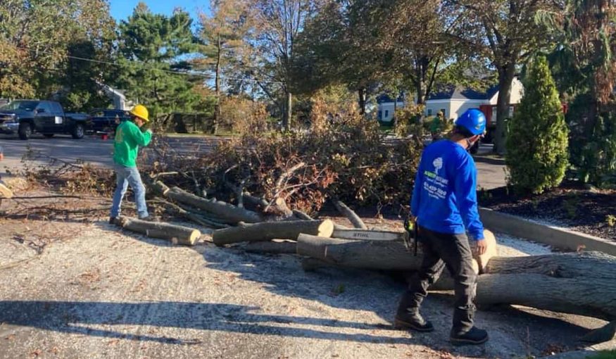 Tree Services
