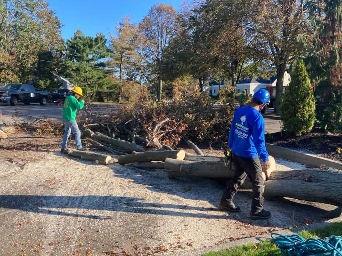 Tree Services