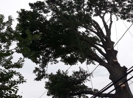 Tree Trimming