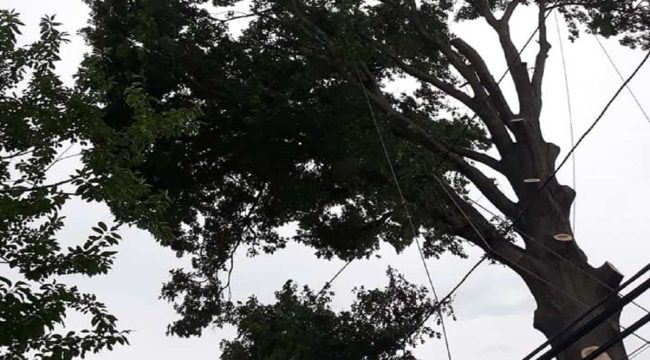 Tree Trimming Tree Trimming