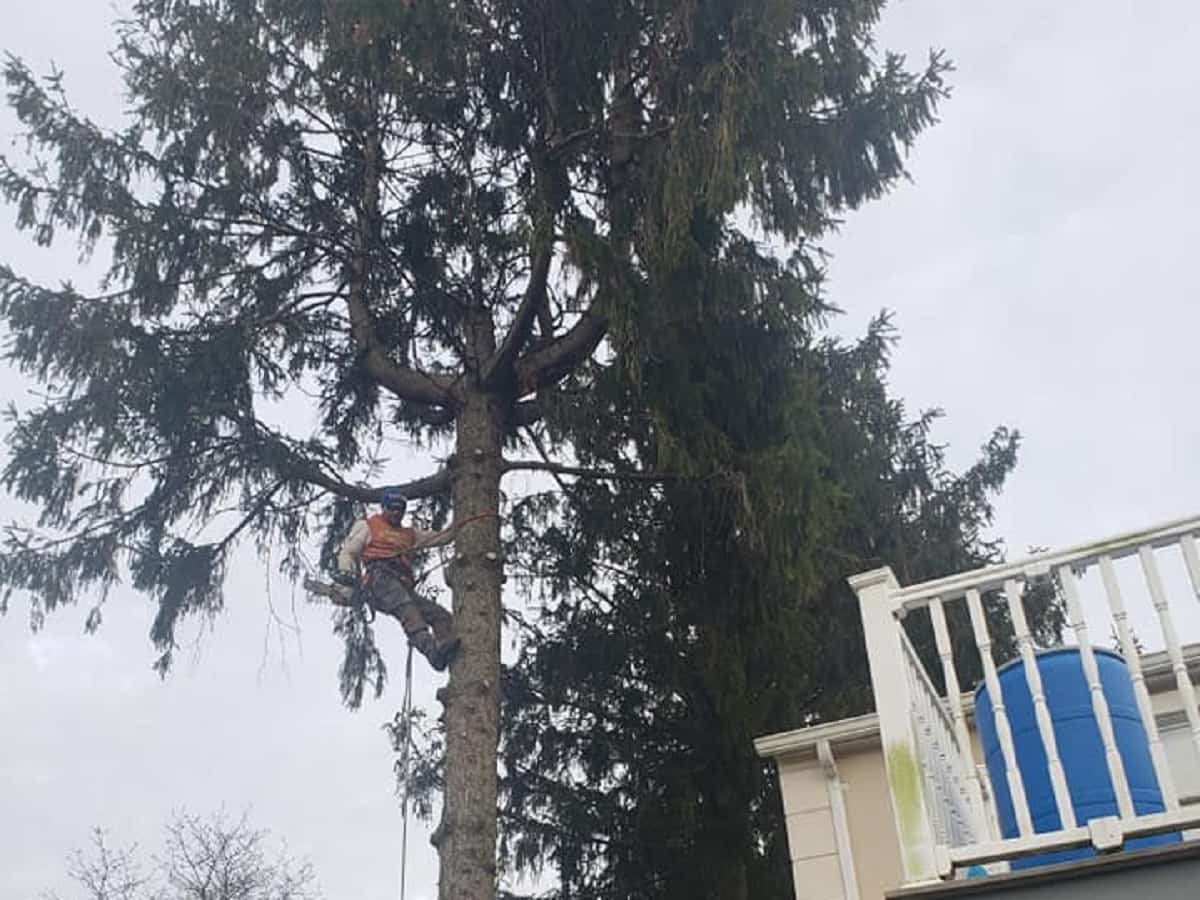 Tree Trimming