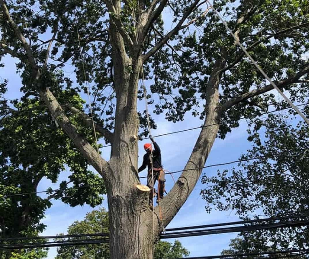 Tree Trimming