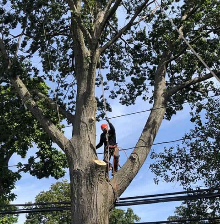 Tree Trimming