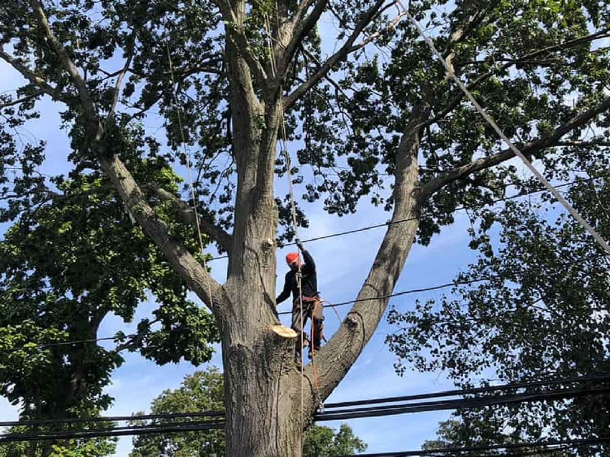 Tree Trimming
