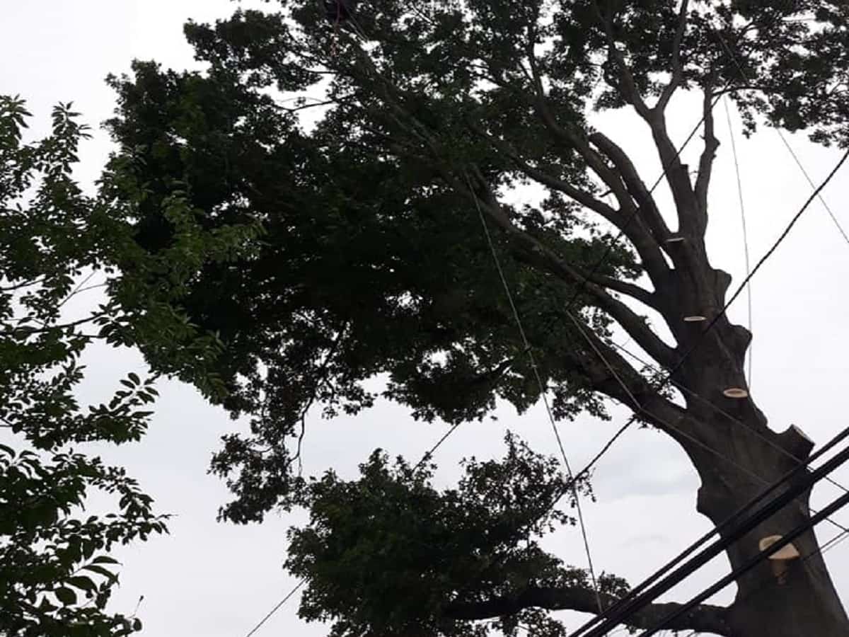 Tree Trimming