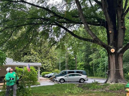 Commercial Tree Services
