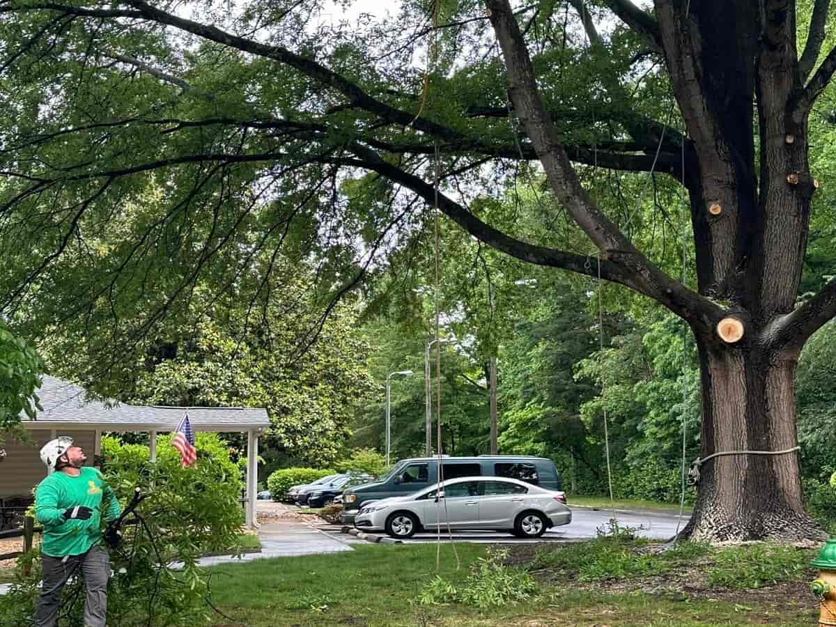 Commercial Tree Services