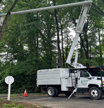 Commercial Tree Services