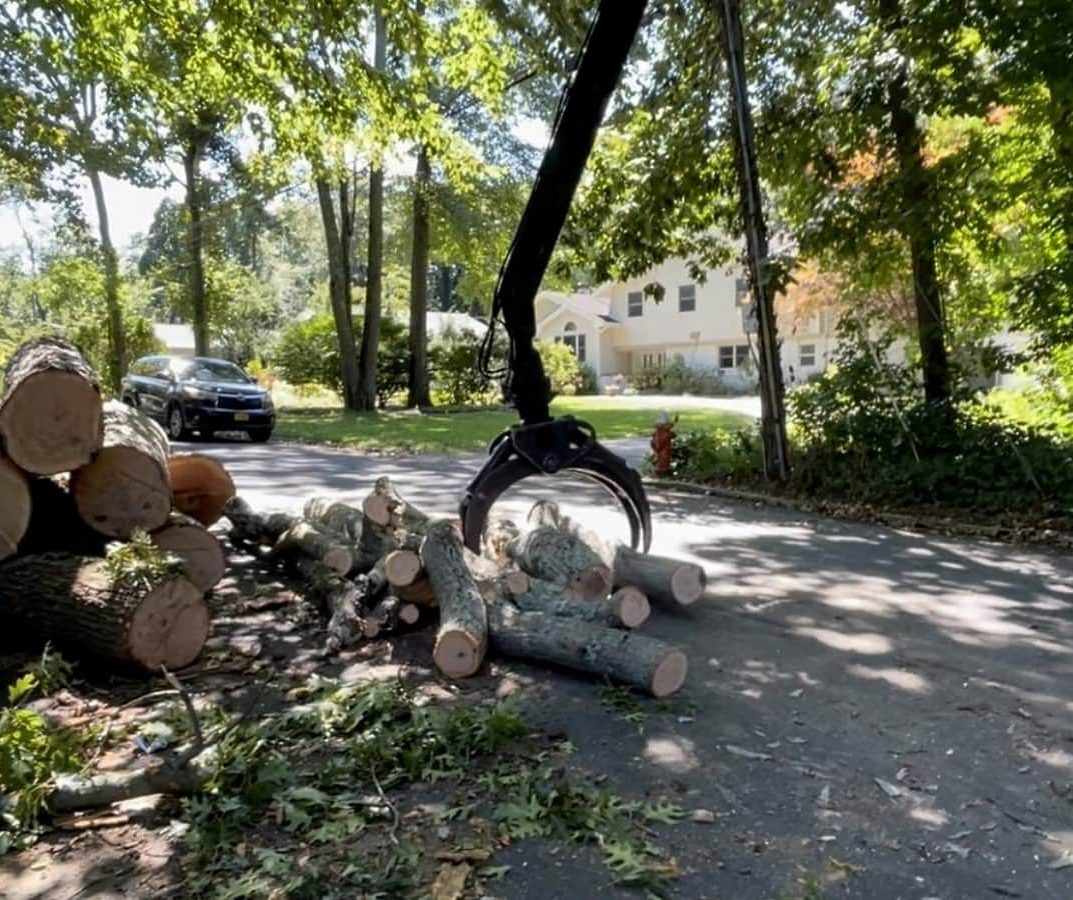 Emergency Tree Removal
