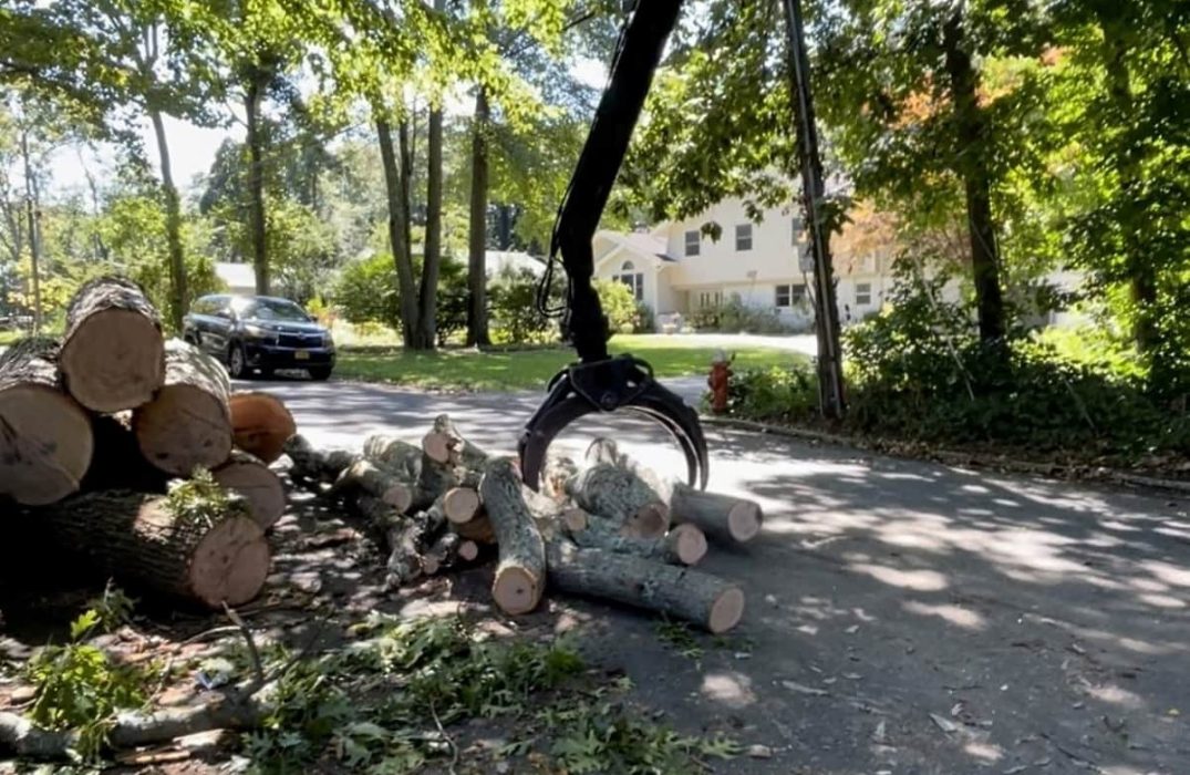 Emergency Tree Removal