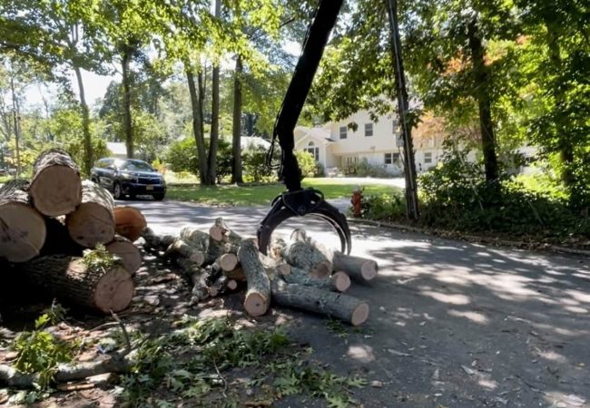 Emergency Tree Removal