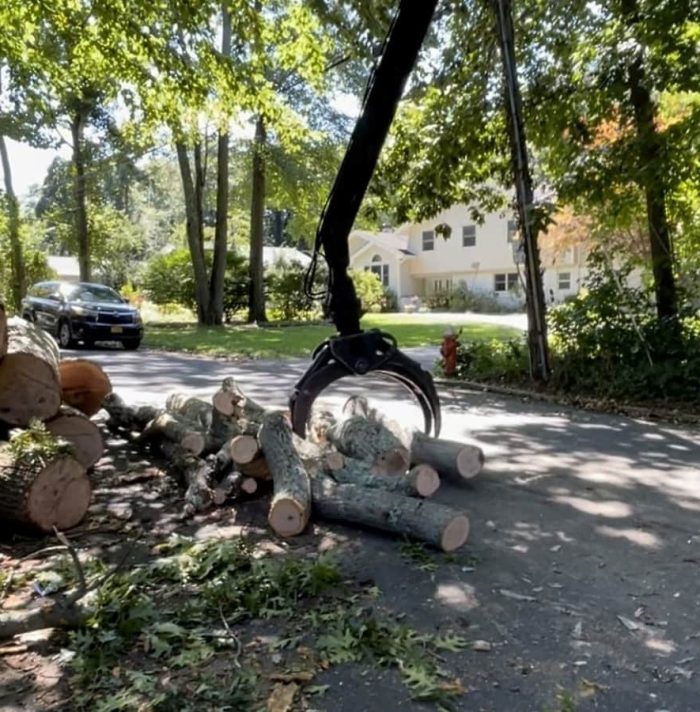 Emergency Tree Removal
