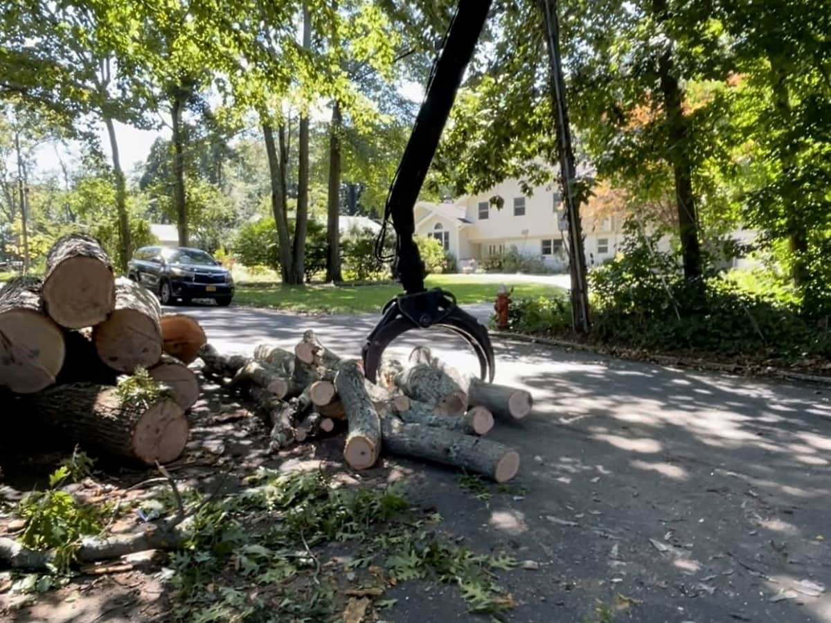 Emergency Tree Removal