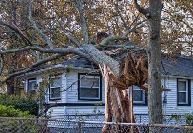 Emergency Tree Removal