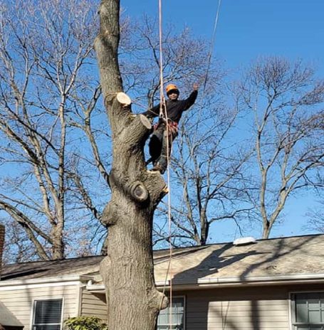 Residential Tree Services