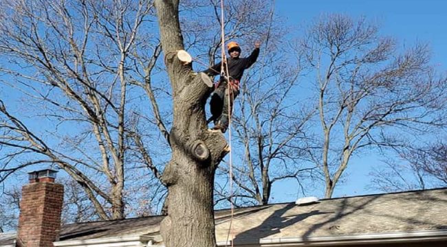 Residential Tree Services