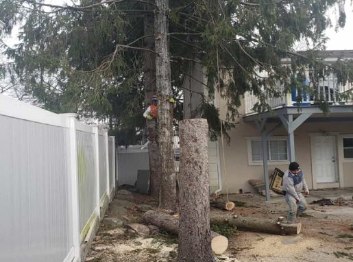 Residential Tree Services