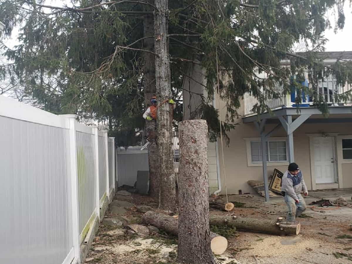 Residential Tree Services