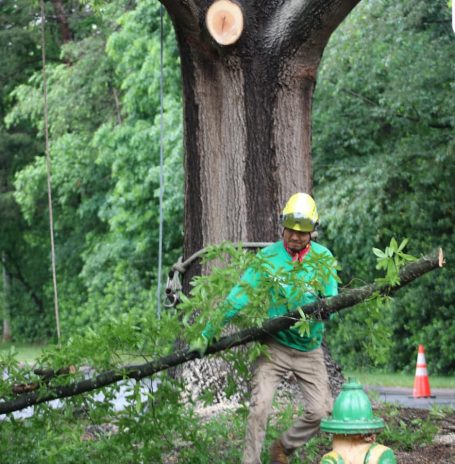Tree Removal Services in Burlington, NC