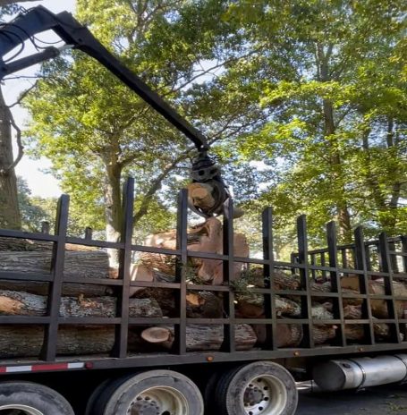 Tree Removal Services in Burlington, NC