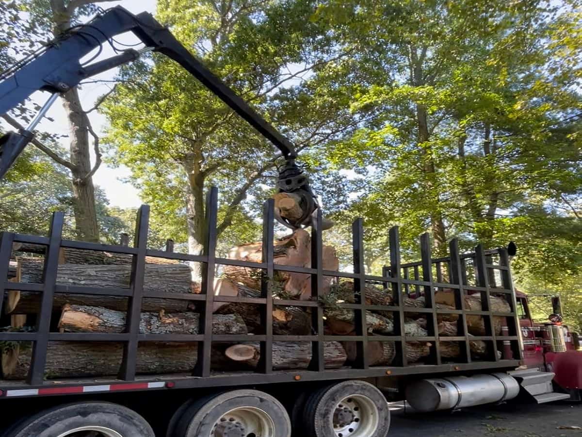 Tree Removal Services in Burlington, NC