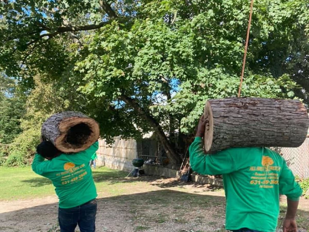 Tree Removal in Greensboro, NC