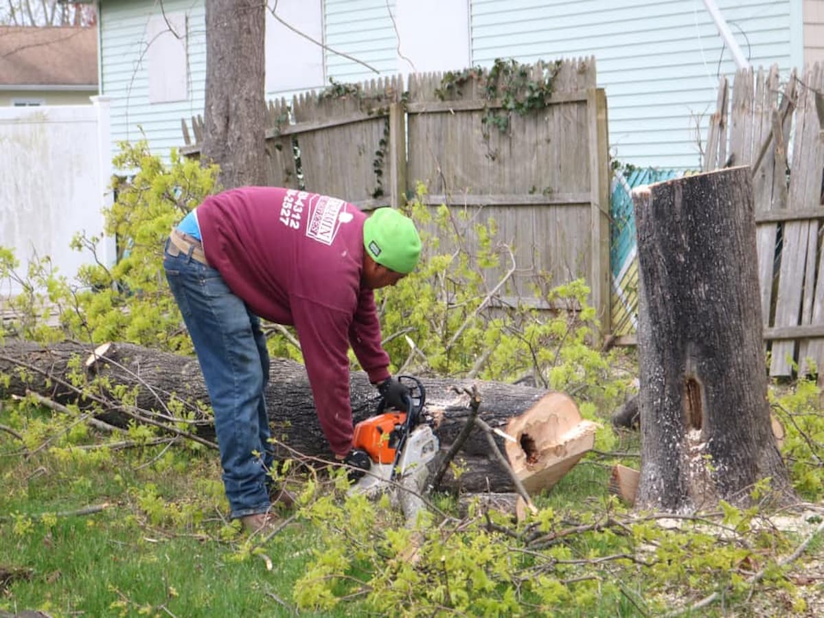 Tree Removal in High Point, NC