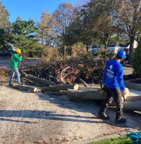 Tree Removal in Oak Ridge, NC