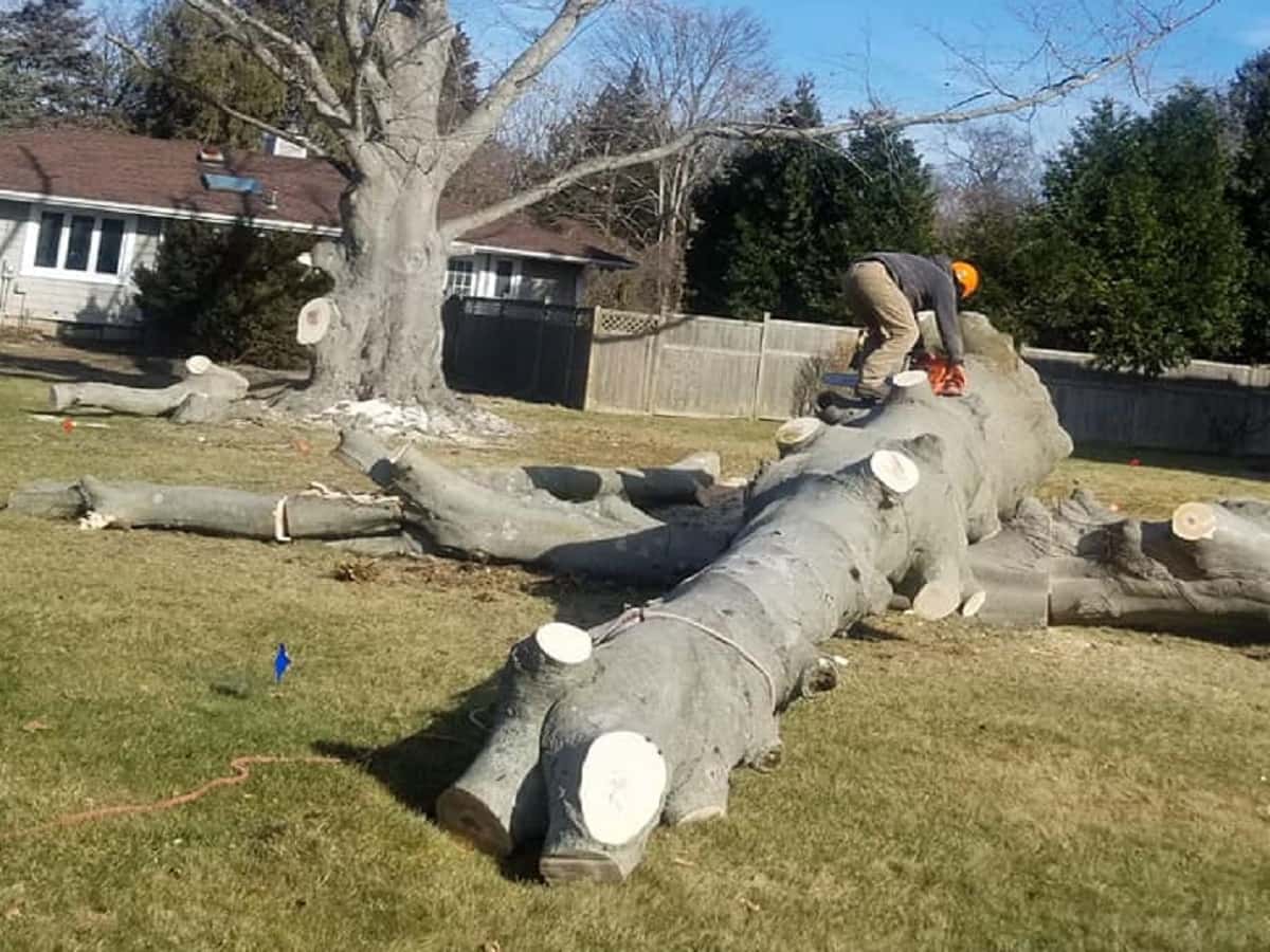 Tree Removal in Oak Ridge, NC