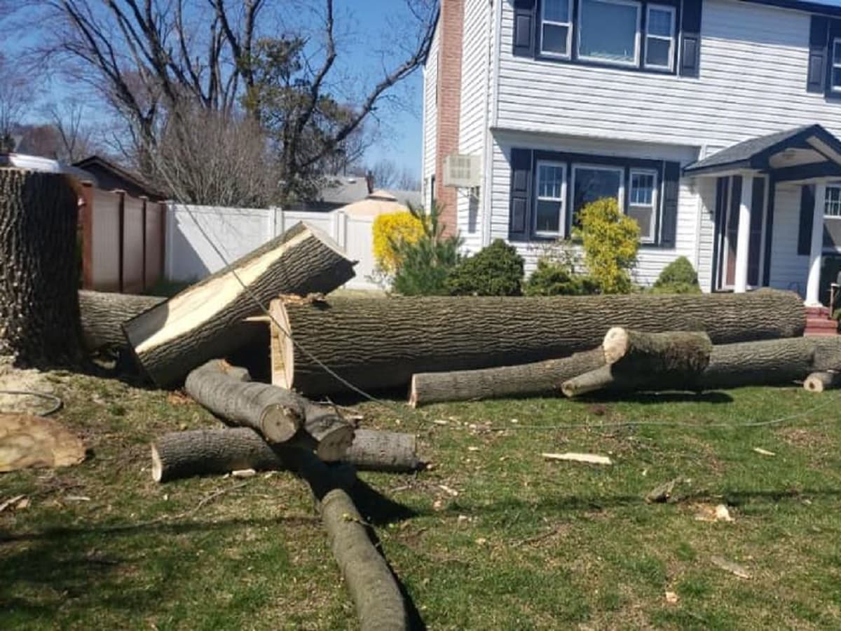 Tree Removal in Winston-Salem, NC