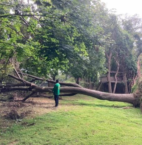 Tree Removal Services in Durham, North Carolina