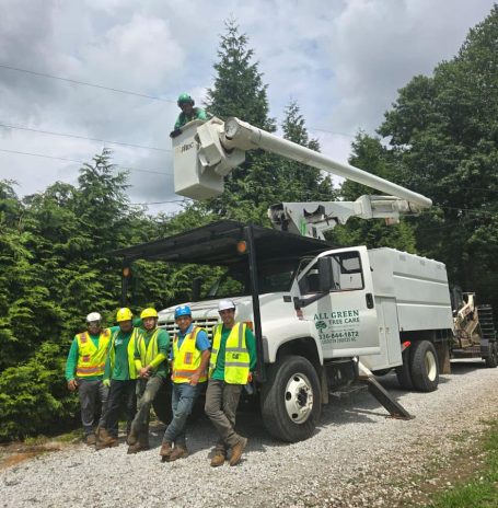 Tree Removal Services in Raleigh, North Carolina