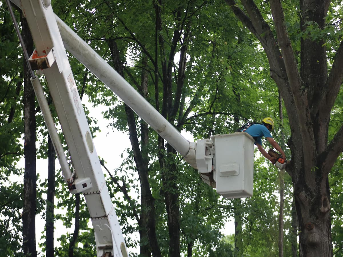 Tree Removal Services in Raleigh, North Carolina
